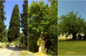 alberi monumentali